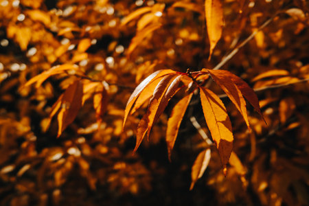 Autumn golden nature background. Orange tree branch. Fall landscape
