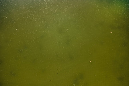 Green dirty water in swimming pool, problem service concept. Dirty abandonedの写真素材