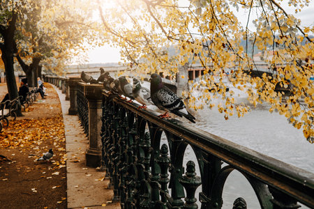Beautiful autumn cityscape - doves on fence above Vltava river in Pragueの写真素材