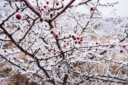Red rose hips berries, branches covered by snow, hoarfrost in winter.Rosa caninaの写真素材