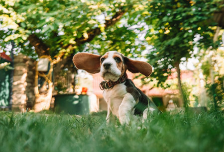 Beagle puppy on green grass in park. Cute lovely dog, pet, new member of family.の写真素材