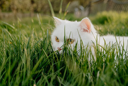 White hidden in grass fluffy cat, green lawn background. Predator on the huntの写真素材