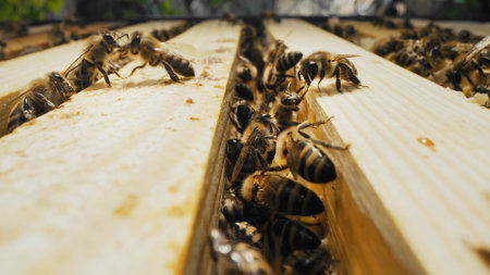 Bees swarming on honeycomb, extreme macro shot. Insects working beehive