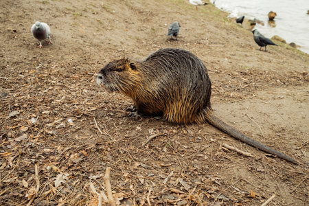 Nutria on river beach at winter. Myocastor coypus, mouse with big teethの写真素材