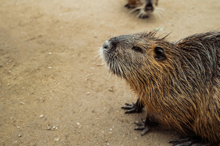 Nutria on river beach at winter. Myocastor coypus, mouse with big teethの写真素材
