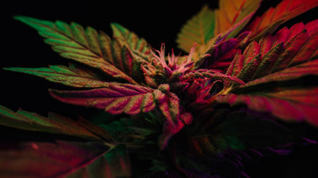 Sativa marijuana plant in glowing neon light. Indica rasterized herbal cannabis.の写真素材