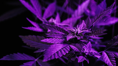 Macro cannabis plant bush, violet smoke cloud. Organic grow, neon colorful lightの写真素材
