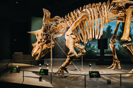 October 2023 - Prague, Czechia. Triceratops skeleton model in Dinosaur Museumのeditorial素材