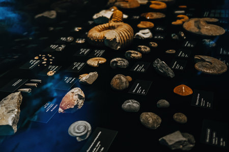 October 2023 - Prague, Czechia. Ammonite fossils exhibition in Dinosauria Museumのeditorial素材