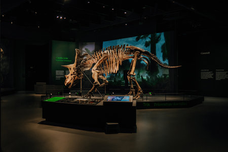 October 2023 - Prague, Czechia. Triceratops skeleton model in Dinosaur Museumのeditorial素材
