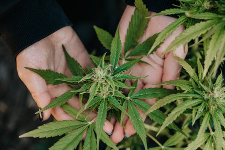 Medical marijuana plant in hands, top. Harvest cannabis farming for medicine labの写真素材