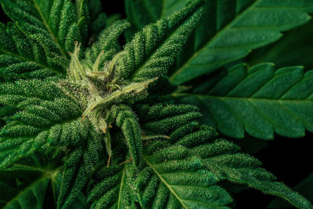 Extremely macro of cannabis hemp plant with trichomes. Cultivating marijuana.