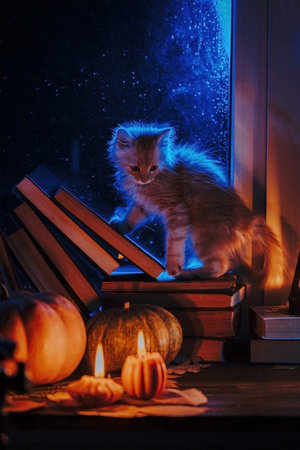 Little kitten sneaks through books stacked by rainy window. Cute pumpkin candlesの写真素材
