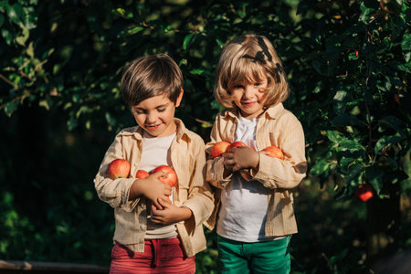 Cute little toddler boys picking up ripe red apples basket. Brothers in orchardの写真素材
