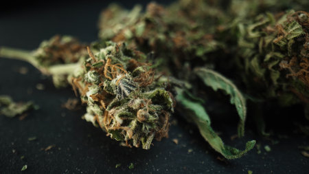 Marijuana buds in macro. Legal medical cannabis, smoking weed activities, ganja