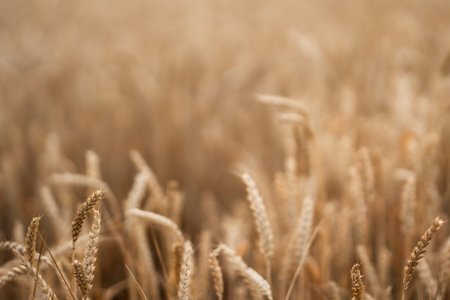 Dry golden organic wheat plants field. Agriculture. Rural farming, farmland.の写真素材