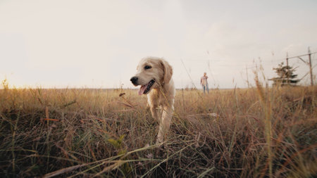 Energetic Golden Retriever Puppy Runs at summer on open area field outdoors.