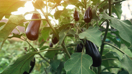 Eggplants growing on branch in greenhouse interior. Raw organic fresh vegetablesの写真素材