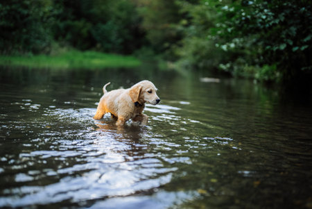 Cute Doggy - Golden Retriever Puppy Swimming In Lake At Summer. Playful Pets.