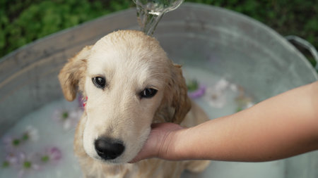 Hands Of Woman Washes Golden Retriever Puppy. Bathing Dog, Massaging, Caring Petの写真素材
