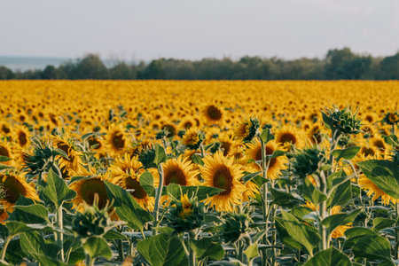 Sunflowers Plants Blooming In Field. Floral Background, Agriculture, Harvest.の写真素材