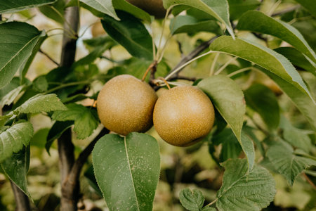 Nashi Pyrus pyrifolia - ripe asian Japanese Chinese pears hanging tree in gardenの写真素材