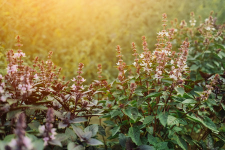 Flowering Purple Basil Plant Growing In Home Garden. Fresh Leaves Of Genoveseの写真素材