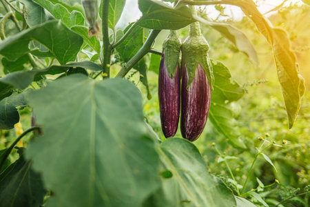 Eggplants Growing On Branch On Farm Garden. Raw Organic Fresh Vegetablesの写真素材