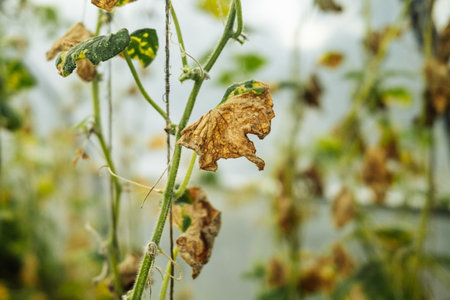 Spoiled Cucumber Branches Affected By Phytophthora In Greenhouse. Late Blightの写真素材