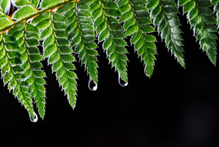 Summer rain in night forest. Drops of water dripping from green leaves of fernの写真素材