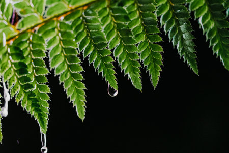 Summer rain in night forest. Drops of water dripping from green leaves of fernの写真素材