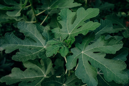 Close-up view of fig leaves branches - Ficus carica. Beautiful big tree, floraの写真素材
