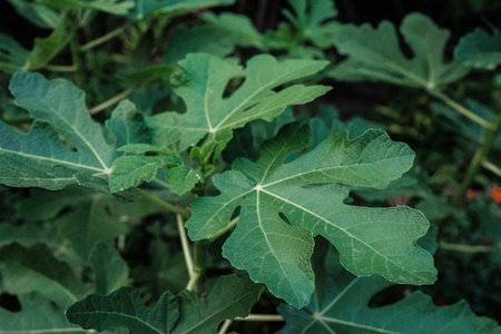 Close-up view of fig leaves branches - Ficus carica. Beautiful big tree, floraの写真素材
