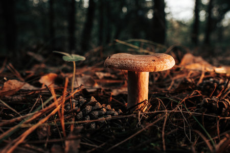 saffron milk cap - Lactarius deliciosus on autumn forest with pine needlesの写真素材