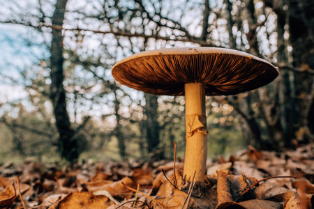 Mushrooms growing in forest autumn. Fungi close-up, wild natureの写真素材