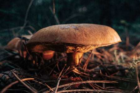 Slippery Jack Fungi, Suillus luteus on autumn forest with pine needles, close-up