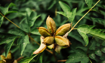 Seed head of tree peony. Paeonia suffruticosa growing in countryside garden.