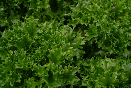 Growing eco plants lettuce salad, batavia plantation in hydroponic conditions.