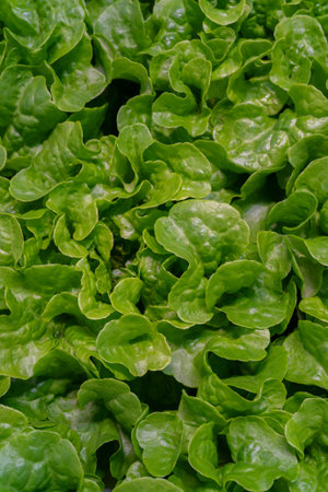 Organic spinach leaves growing in hydroponic greenhouse. Fresh, sustainable farm