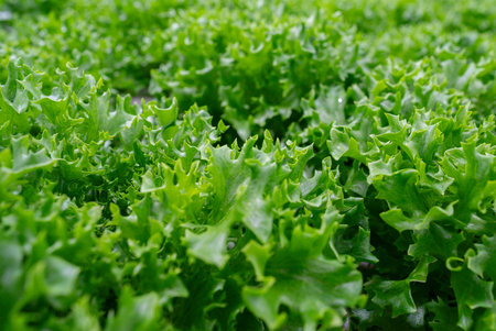 Growing eco plants lettuce salad, batavia plantation in hydroponic conditions.