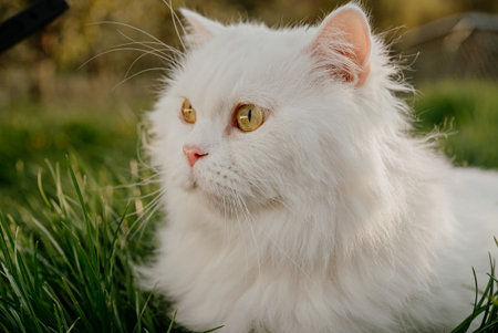 White Highland Straight Fluffy Cat, Green Lawn Background.domestic Kittyの写真素材