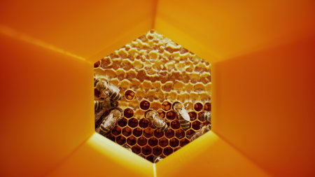 Extreme Macro Glides Through Honeycomb Passage Inside Hexagonal Cell to Busy Bee Colony Working in Core. Beehive Structure, Brood Nest. High qualityの写真素材