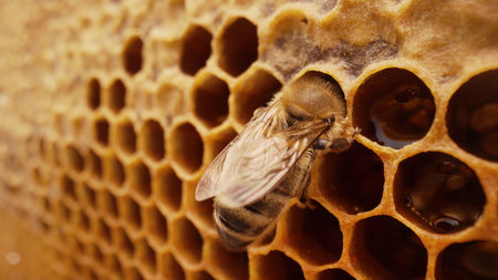 Insect Working On Honeycomb In Apiary. Life Of Carniolan Honey Bee In Hive.Macro