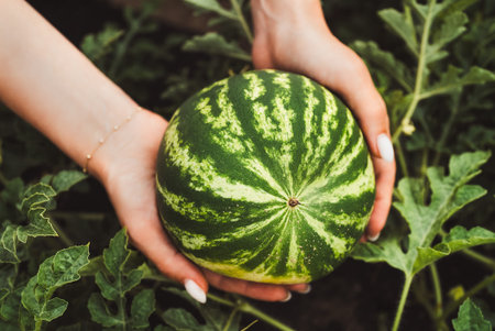Woman holding fresh ripe watermelon in hands outdoors with green foliageの写真素材