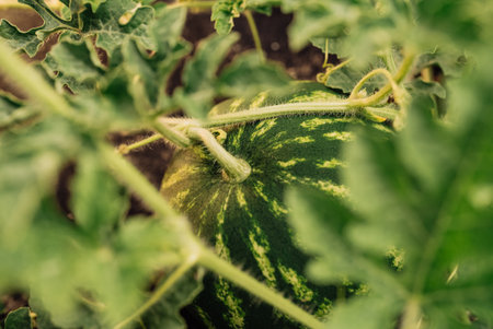 Detailed shot of single watermelon ripening among green vines. Clean farmingの写真素材