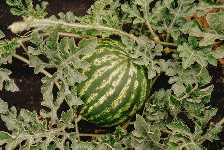 Detailed shot of single watermelon ripening among green vines. Clean farmingの写真素材