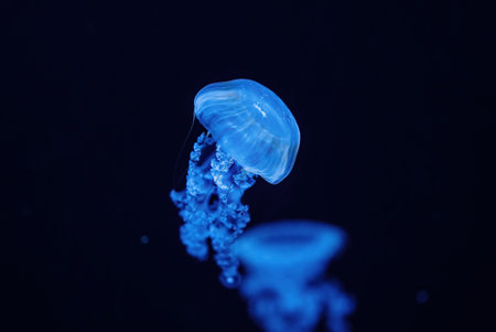 Giant Fluorescent Jellyfish Swimming In Deep Ocean. Graceful