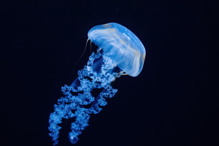 Giant Fluorescent Jellyfish Swimming In Deep Ocean. Graceful