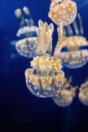 Beautiful Glowing Jellyfish In Macro, Swimming In Aquarium.
