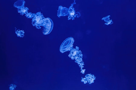 Giant Fluorescent Jellyfish Swimming In Deep Ocean. Graceful Northernの写真素材